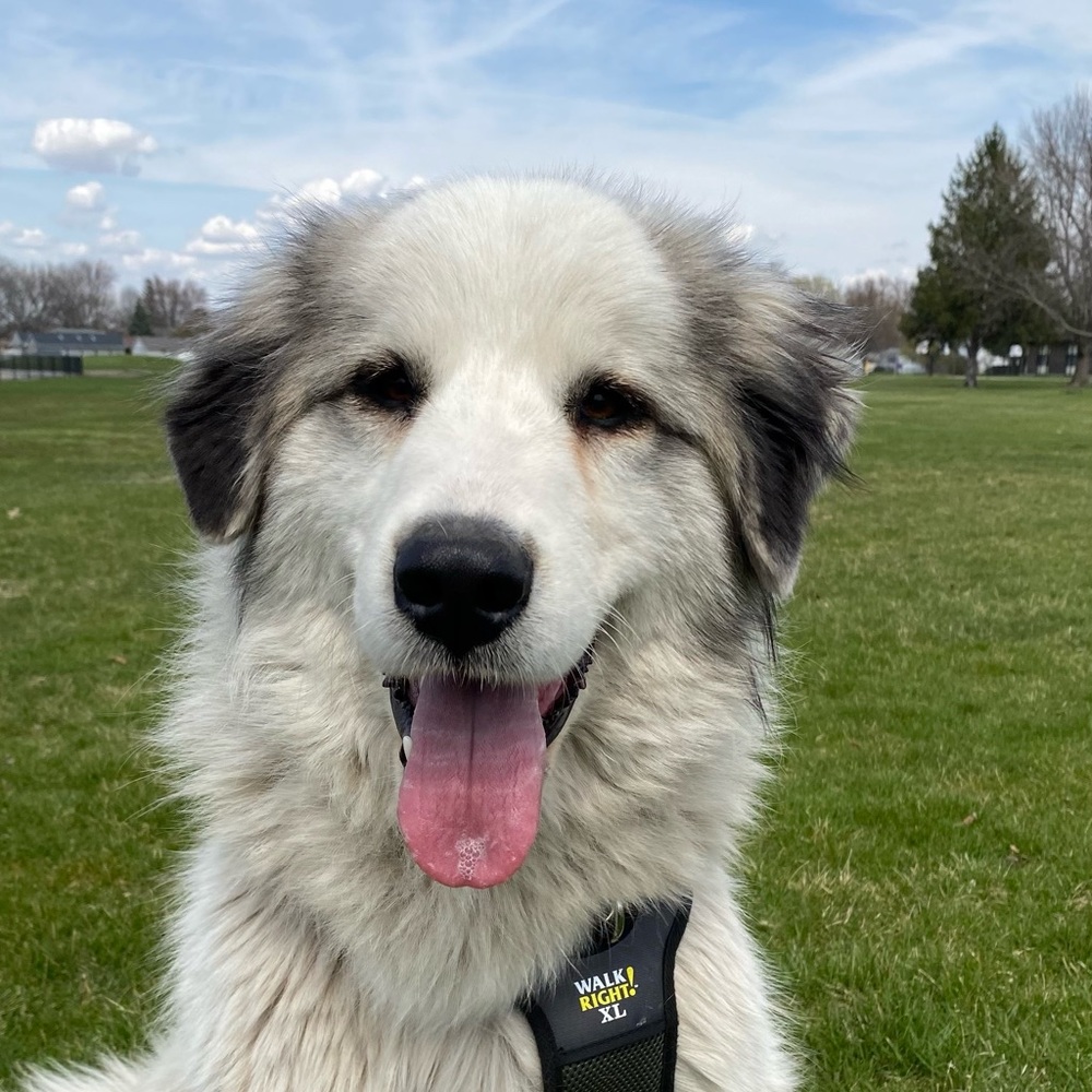 Meet your Posher, Grayce